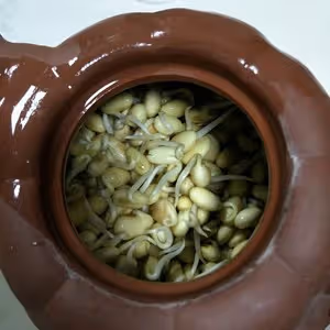 茶壺生黃豆芽