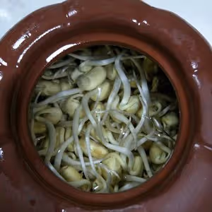 茶壺生黃豆芽