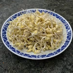 茶壺生黃豆芽