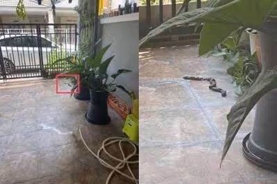 阿嬤打電話求救「院子裡有蛇」！孫子「火速衝回家」瞬間傻眼：怎麼是它...