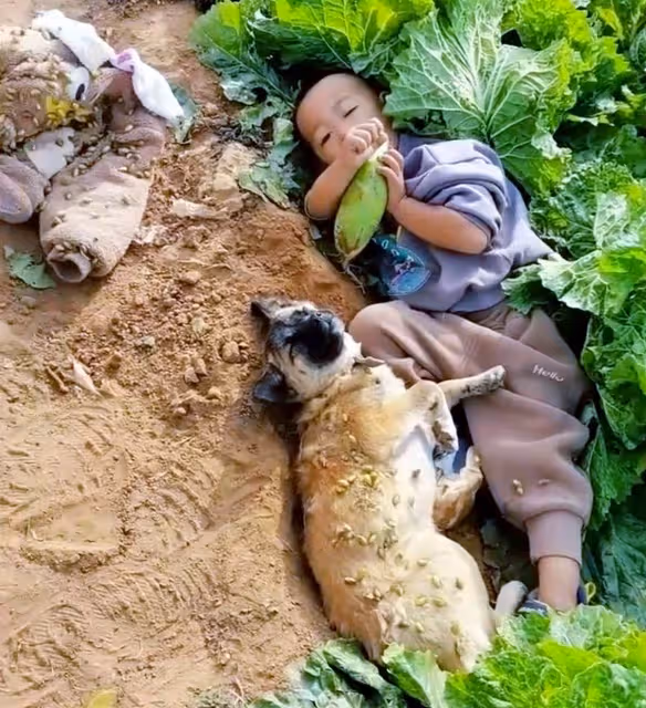 阿公阿婆「帶孫摘菜」突然找不到人,爺爺急瘋嗓子喊破 「翻開菜葉」樂翻,場面真是讓人哭笑不得