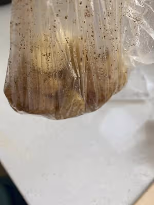 自製土豆培根披薩（仿達美樂）