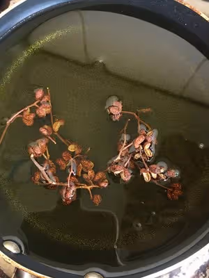 「茴香豬肉餡兒」這樣調/味道比包子鋪的還好吃😋😋😋