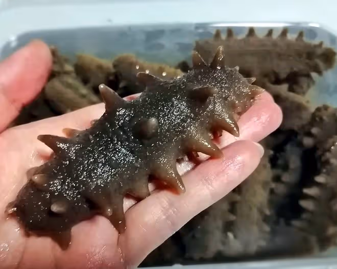 干海參的泡發方法