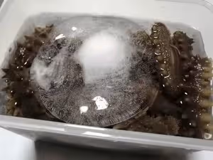 干海參的泡發方法