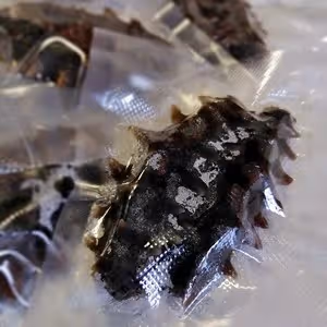 干海參的泡發方法