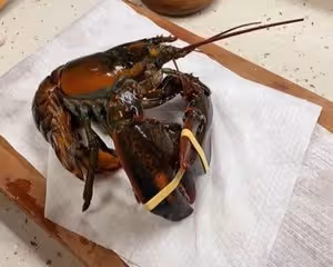 龍蝦處理（詳細視頻）