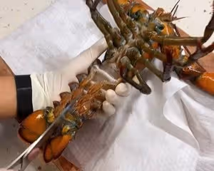 龍蝦處理（詳細視頻）