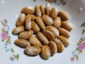 自製菠蘿蜜干（烤箱版）