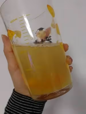 自製金桔檸檬茶（冬日必備）