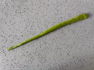 抹茶控｜抹茶紅豆鹽麵包｜海鹽卷｜鹽可頌
