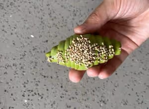 抹茶控｜抹茶紅豆鹽麵包｜海鹽卷｜鹽可頌