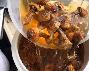 強身健體，提高免疫力 【姬松茸蟲草花雞湯】