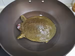 零基礎紅燒甲魚