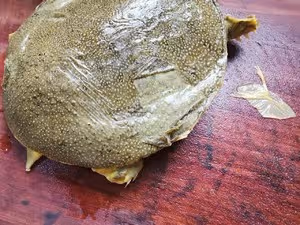 零基礎紅燒甲魚