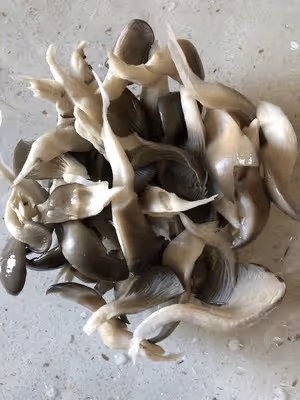 簡單的炸平菇蘑菇（空氣炸鍋）