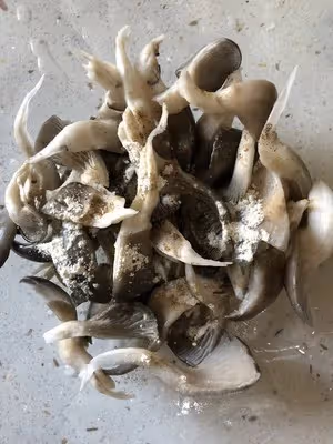 簡單的炸平菇蘑菇（空氣炸鍋）