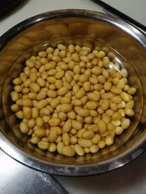自己生黃豆芽