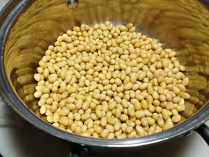 自己生黃豆芽