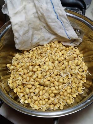 自己生黃豆芽