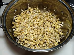 自己生黃豆芽