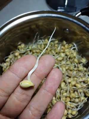 自己生黃豆芽