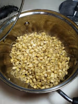 自己生黃豆芽
