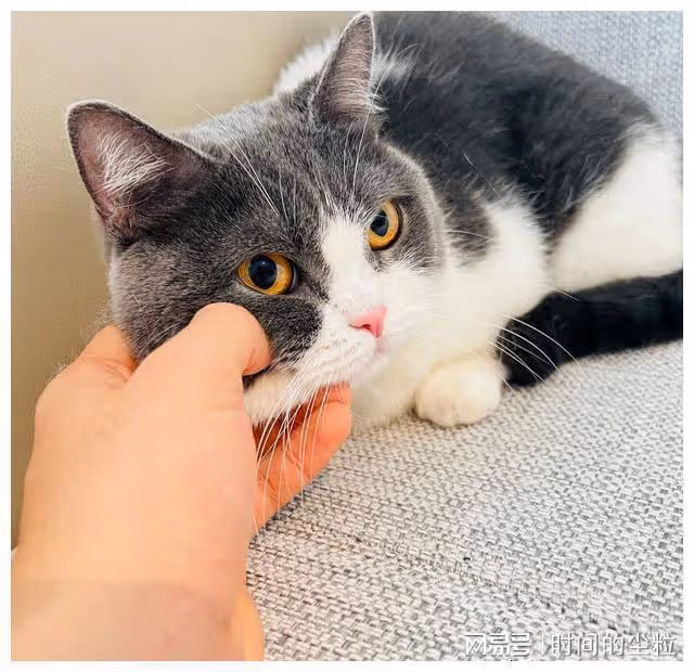 拿放大鏡看肖戰？GUCCI的蛋糕最真實，堅果的毛惹猜測
