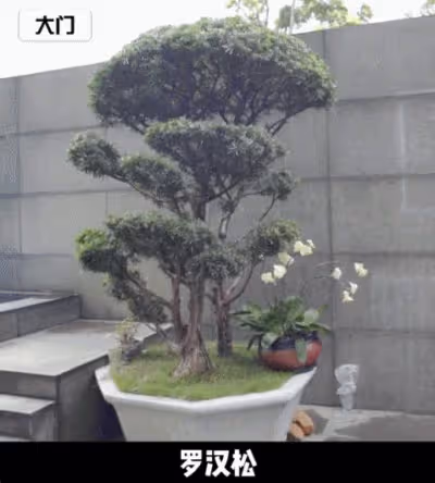 64歲向太家曬出自家內部照走紅：滿屋子名貴珍藏不輸博物館，超美