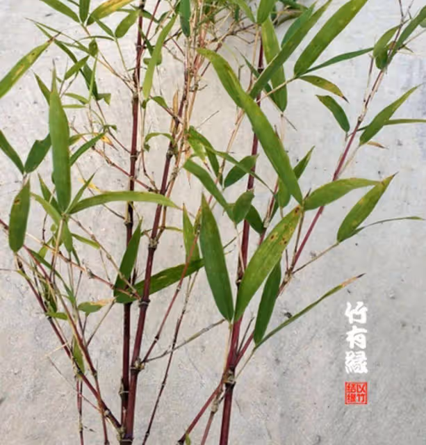因為她,我不敢看噙著眼淚的周星馳
