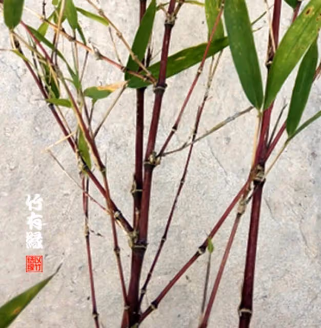 因為她,我不敢看噙著眼淚的周星馳