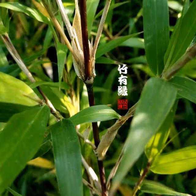 因為她,我不敢看噙著眼淚的周星馳