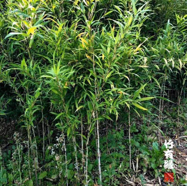 因為她,我不敢看噙著眼淚的周星馳
