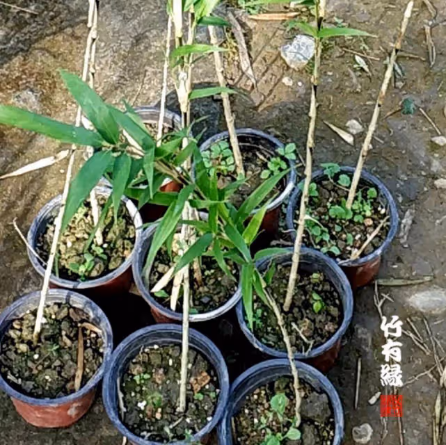 因為她,我不敢看噙著眼淚的周星馳