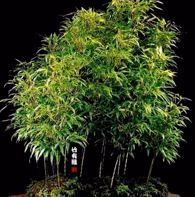 因為她,我不敢看噙著眼淚的周星馳