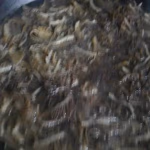 紅油毛肚