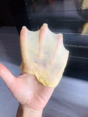 北鼎食譜創造營                    無黃油的超好吃吐司🍞