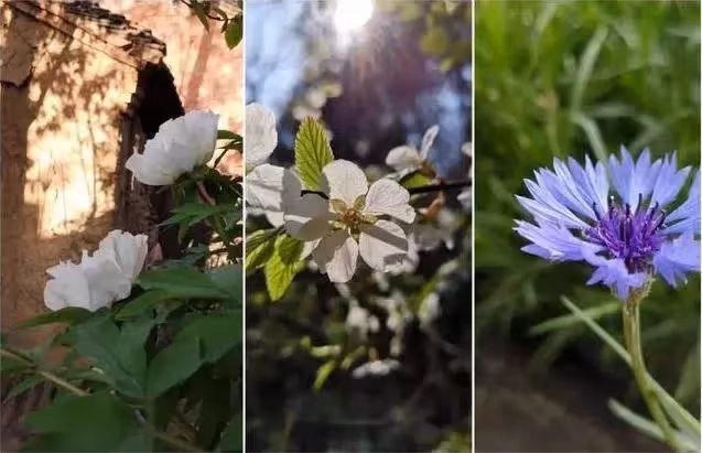 27歲女孩獨自隱居深山雜草院，不買衣服，不上網，3年後改造成一家絕美書院~