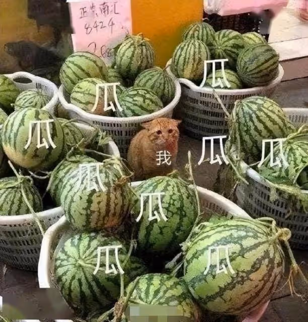 24小時7個瓜!曝王思聰打人給200萬想私了,千百惠撞臉寧靜疑整容