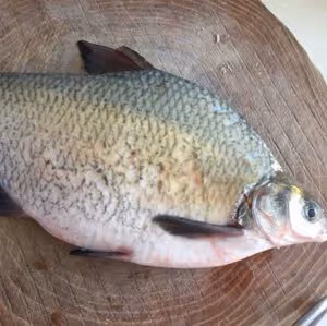 孔雀開屏富貴魚