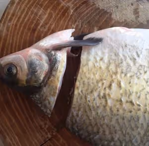孔雀開屏富貴魚