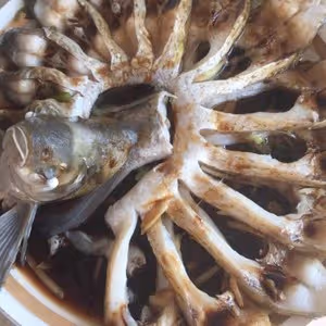 孔雀開屏富貴魚
