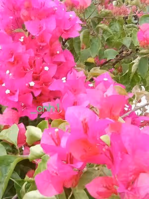 火龍果三角梅包（下） *花兒饅頭194