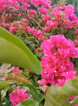 火龍果三角梅包（下） *花兒饅頭194