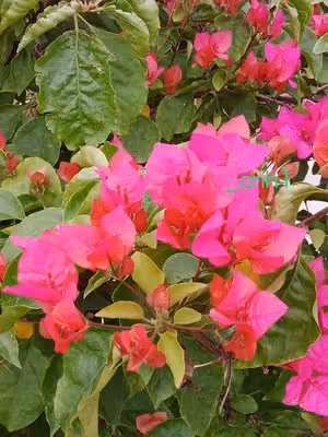 火龍果三角梅包（下） *花兒饅頭194