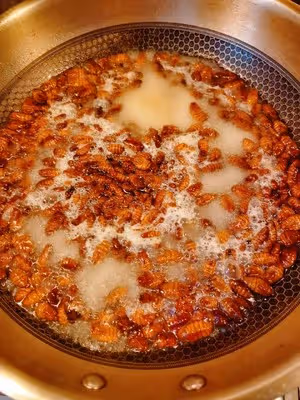 干煸小蠶蛹