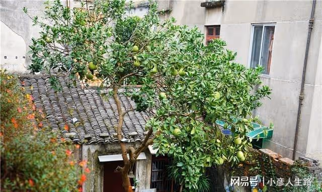 藏在千年古街里的秘密,臨海女子為了愛情,把民國老宅變成了花園