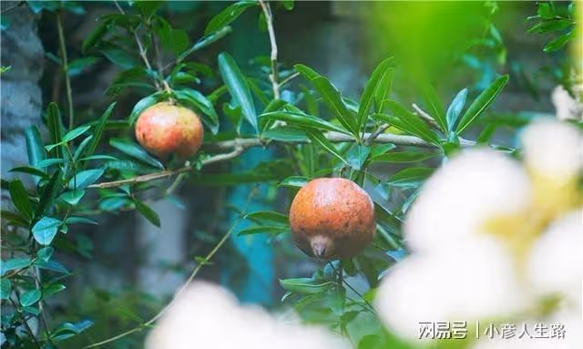 藏在千年古街里的秘密,臨海女子為了愛情,把民國老宅變成了花園