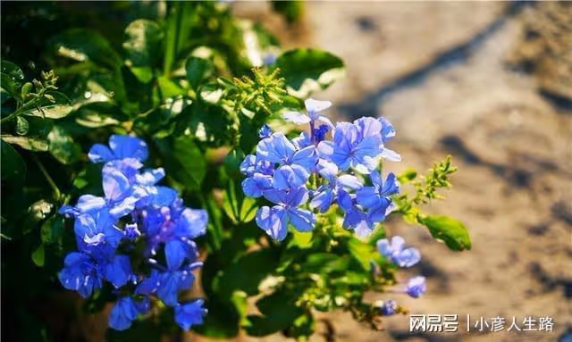 藏在千年古街里的秘密，臨海女子為了愛情，把民國老宅變成了花園