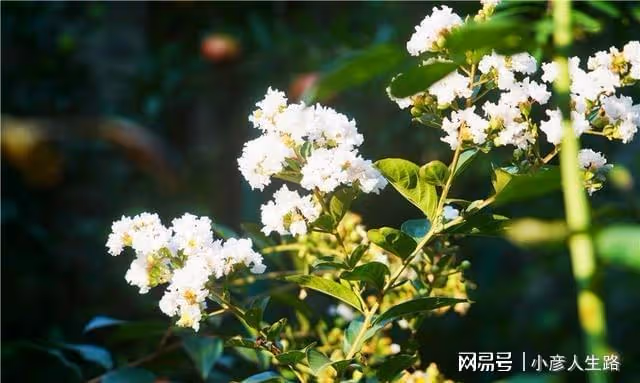 藏在千年古街里的秘密，臨海女子為了愛情，把民國老宅變成了花園